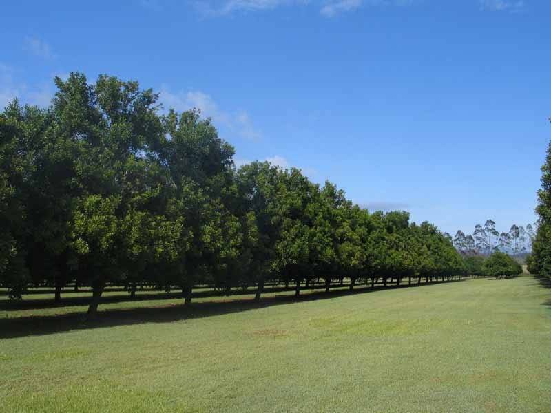 GYMPIE MACA GYMPIE MACADAMIAS, Gympie QLD 4570