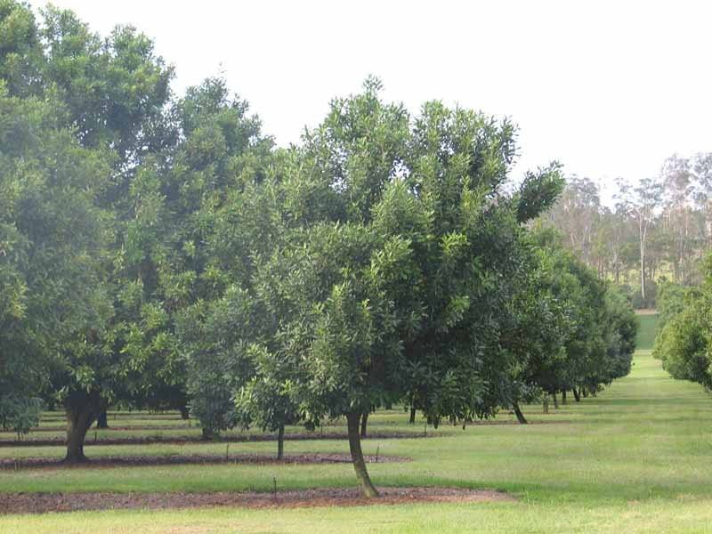 GYMPIE MACA GYMPIE MACADAMIAS, Gympie QLD 4570