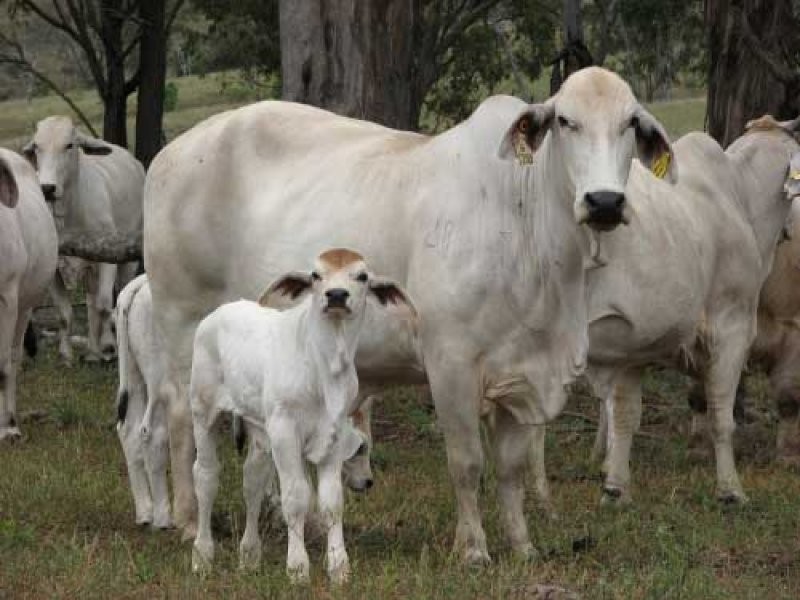 Tansey QLD 4601