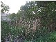 Yandina Creek QLD 4561