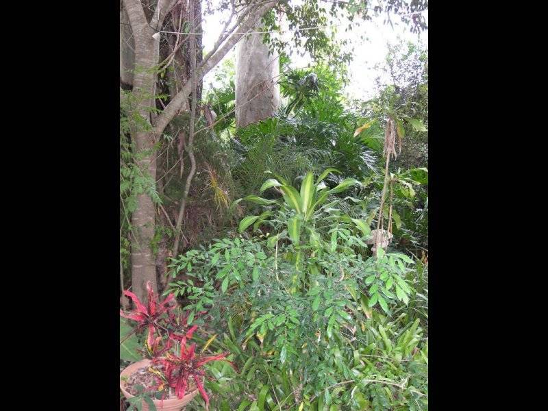 173 Mundoolun Connection Road, Boyland QLD 4275