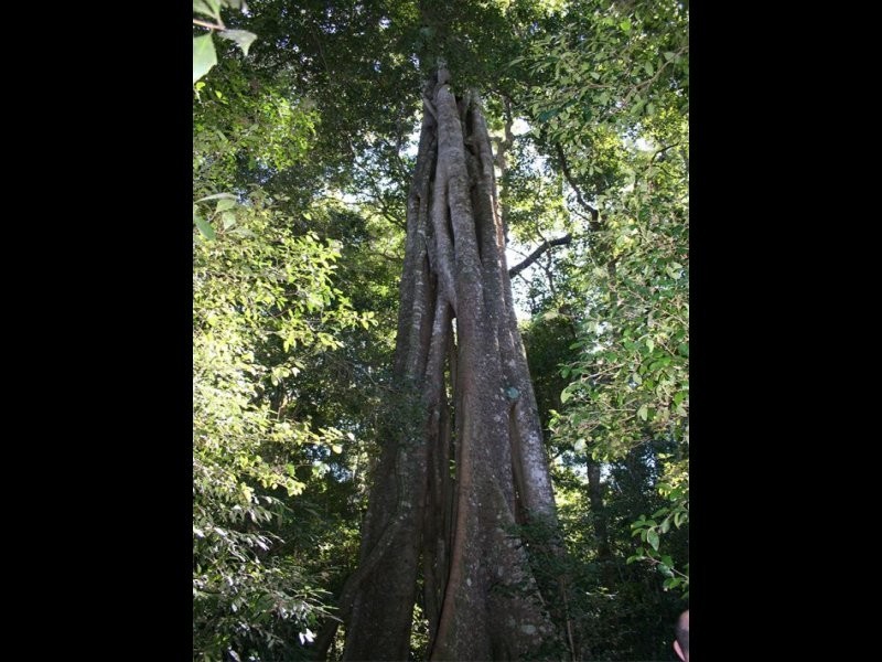 Lot 2 2239 Beechmont Road, Beechmont QLD 4211