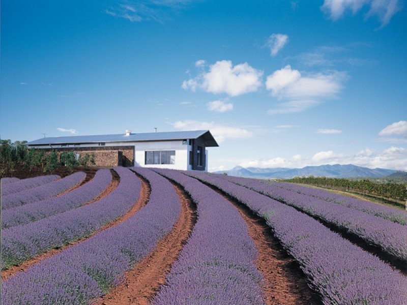 Kooroomba Vineyards – Lavender farm and restaurant, 17 Kooroomba Drive, Boonah QLD 4310