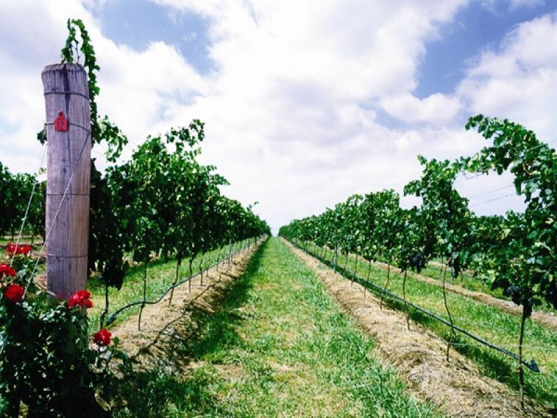 Kooroomba Vineyards – Lavender farm and restaurant, 17 Kooroomba Drive, Boonah QLD 4310