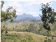 Lot 8 Philp Mountain Road, Rathdowney QLD 4287
