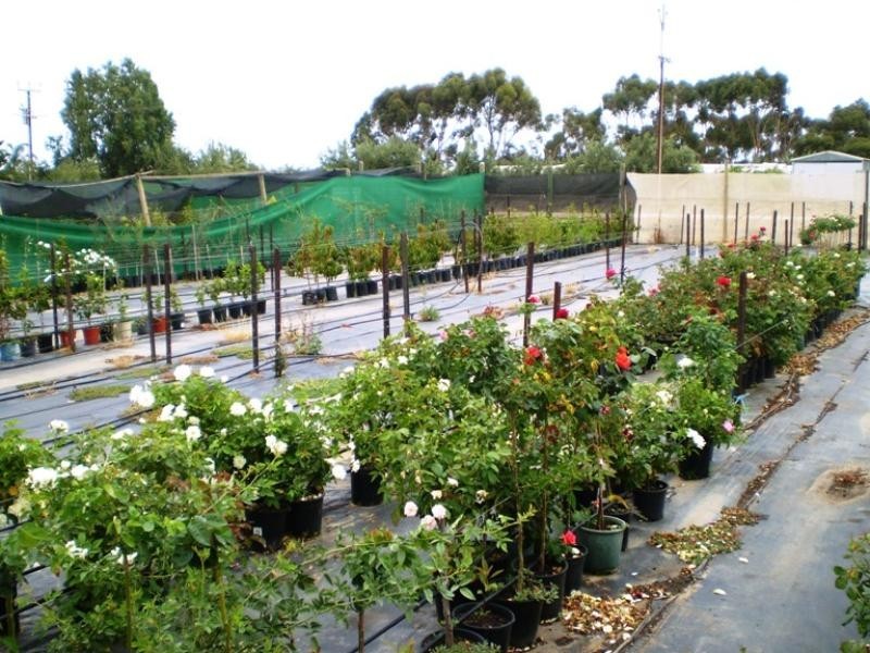 Lot 702 Fertile Avenue, Two Wells SA 5501