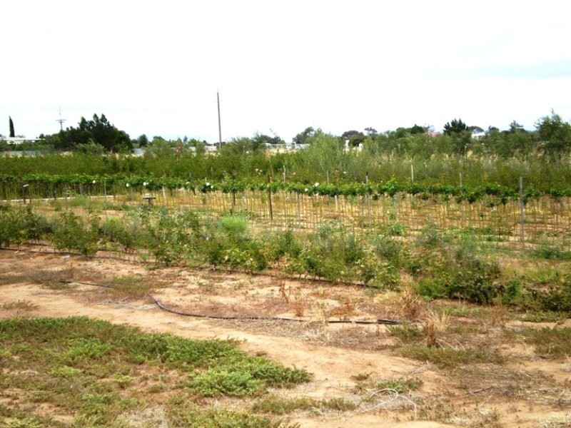 Lot 702 Fertile Avenue, Two Wells SA 5501