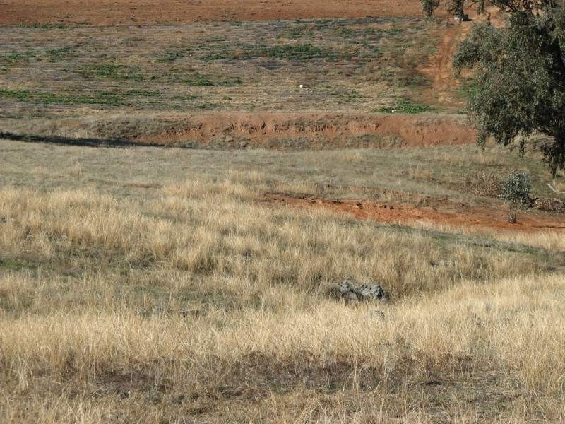 169 Cultowa Lane, Billimari NSW 2804