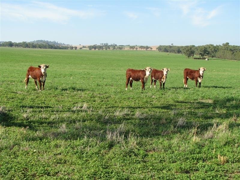 0 Rivers Road, Canowindra NSW 2804