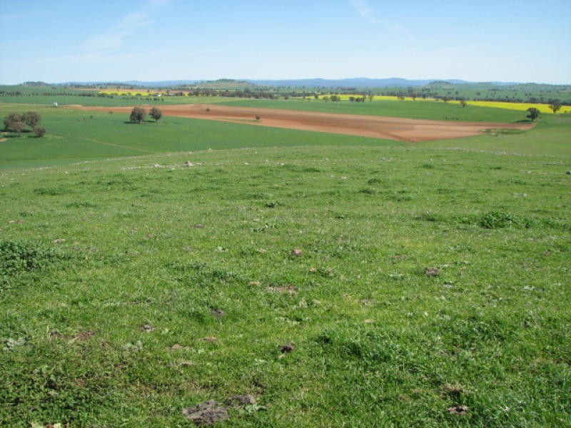 359 Gallaghers Road, Canowindra NSW 2804