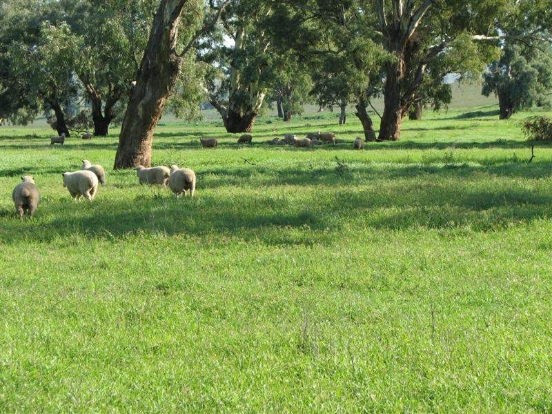 1212 Darbys Falls Road, Cowra NSW 2794