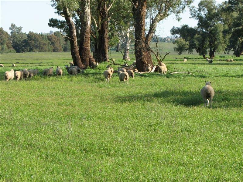 1212 Darbys Falls Road, Cowra NSW 2794