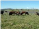 280 Elliots Road, Cowra NSW 2794