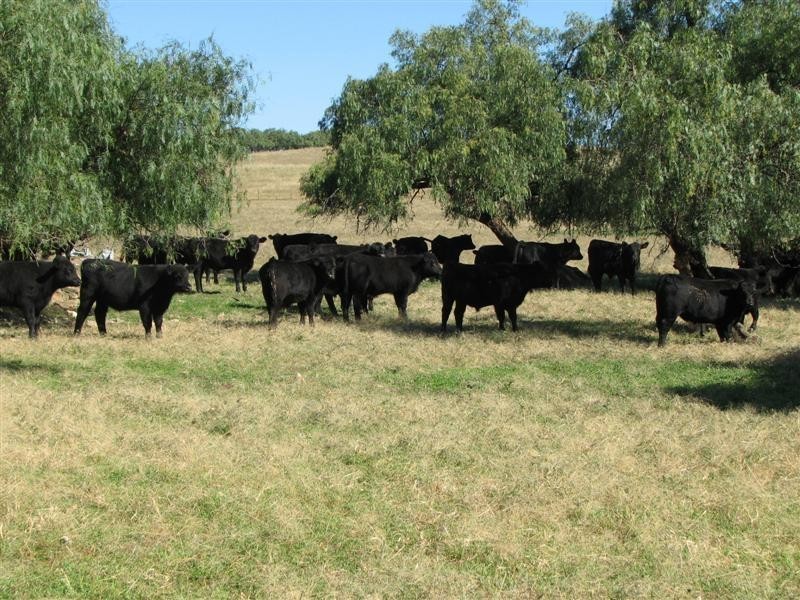 0 Binni Creek Road / George Russell Drive, Cowra NSW 2794