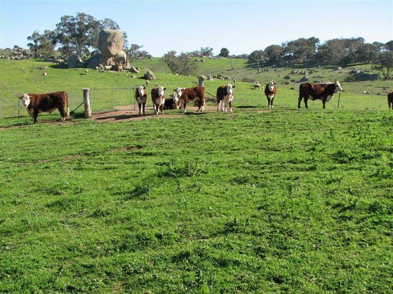 Wattamondara NSW 2794
