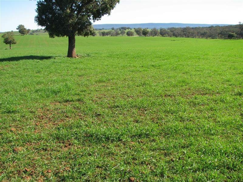 Wattamondara NSW 2794