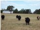 Lot 205 Coakers Road, Dubbo NSW 2830