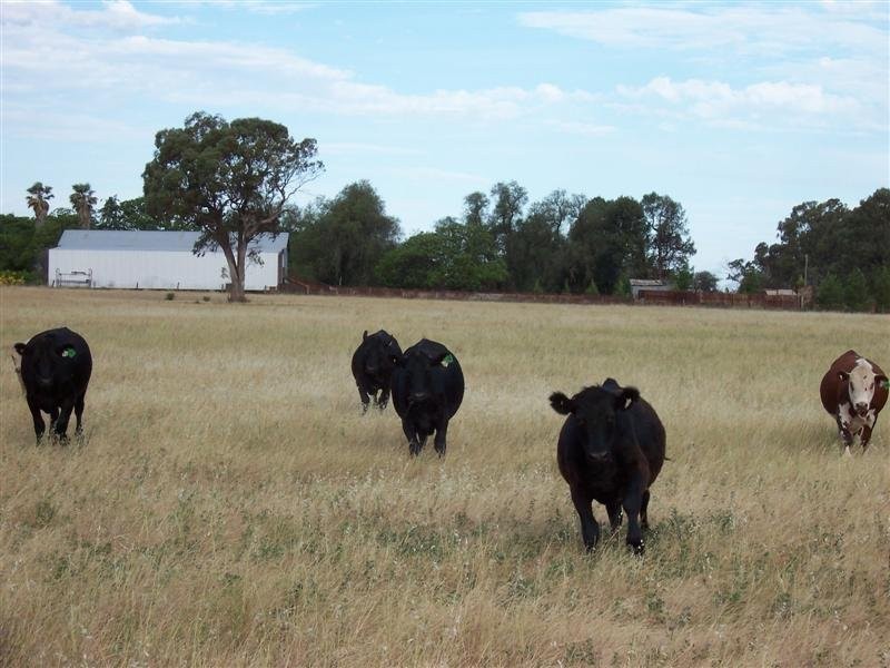 Lot 205 Coakers Road, Dubbo NSW 2830