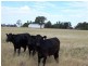 Lot 205 Coakers Road, Dubbo NSW 2830