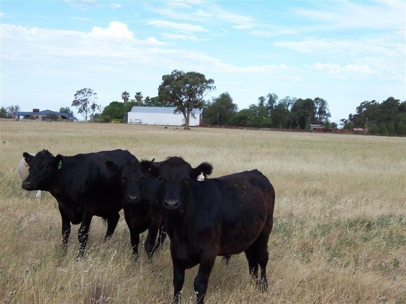 Lot 205 Coakers Road, Dubbo NSW 2830