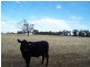 Lot 205 Coakers Road, Dubbo NSW 2830