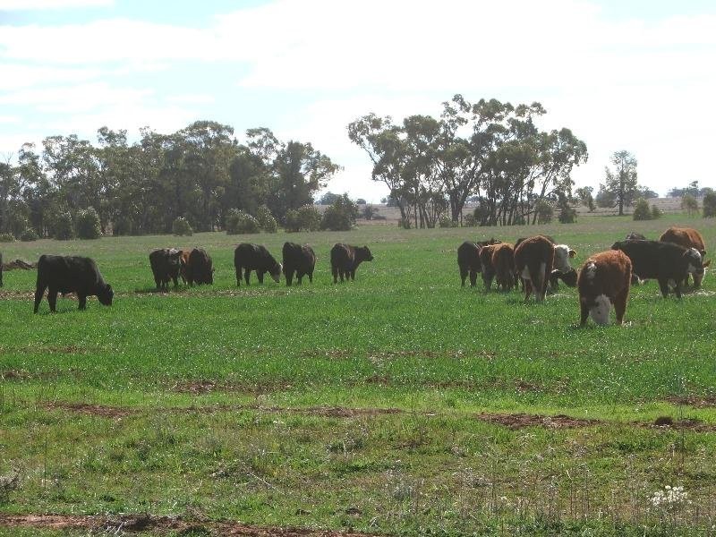 ‘Mogal Plain’, Tottenham NSW 2873