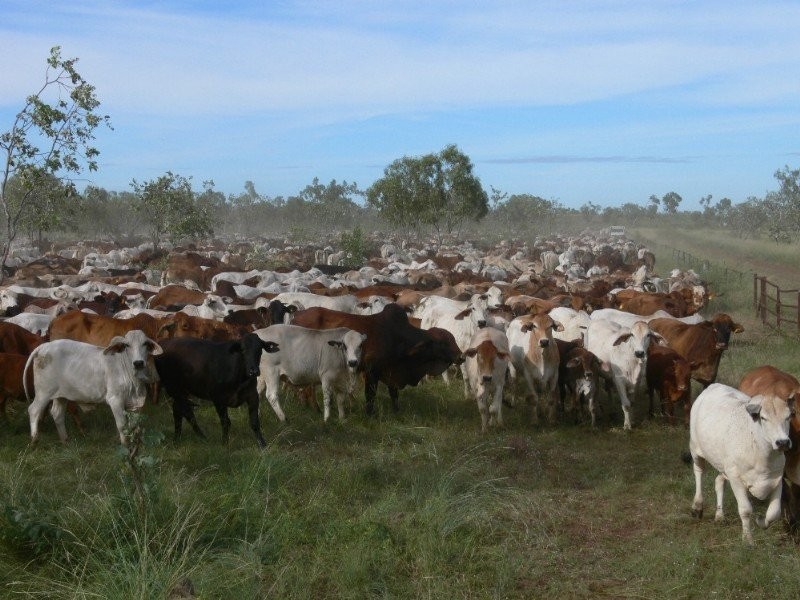 NTP 701 Tanumbirini Station, Daly Waters NT 0852