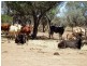 Quilpie QLD 4480