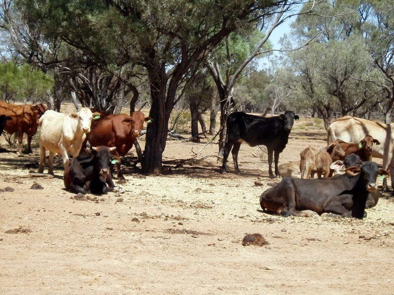 Quilpie QLD 4480