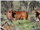 “MYENDETTA” CHARLEVILLE, Charleville QLD 4470