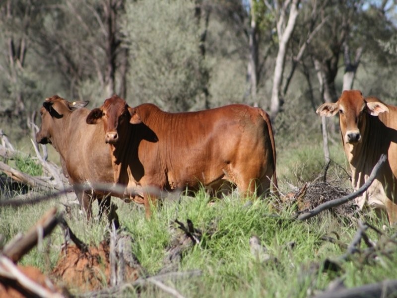 “MYENDETTA” CHARLEVILLE, Charleville QLD 4470