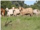 “MYENDETTA” CHARLEVILLE, Charleville QLD 4470