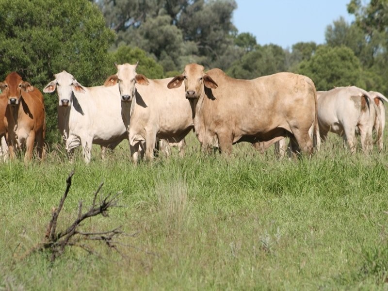“MYENDETTA” CHARLEVILLE, Charleville QLD 4470
