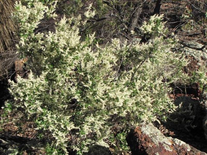 29 Hemiandra Place, Toodyay WA 6566