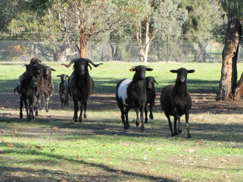 100 Sand Spring Road, Julimar Farms, Toodyay WA 6566