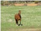 Lot 136 Panorama View, Toodyay WA 6566