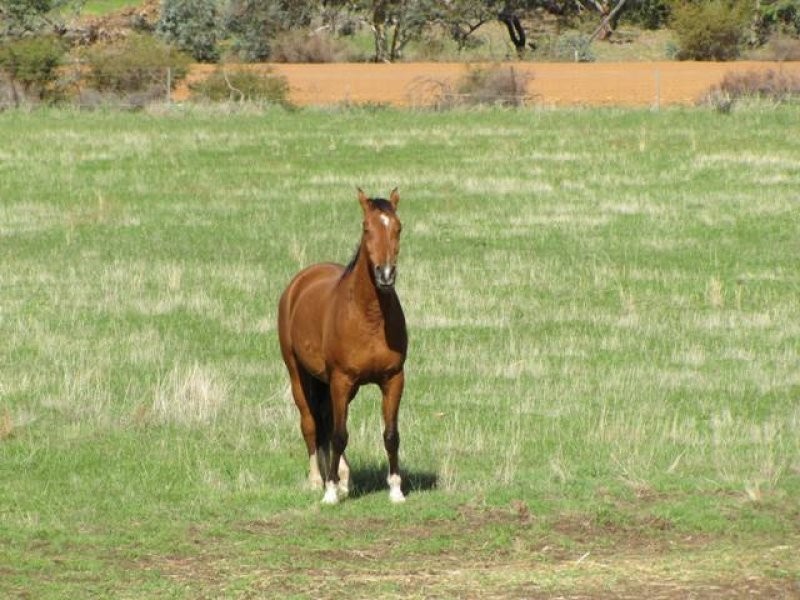Lot 136 Panorama View, Toodyay WA 6566