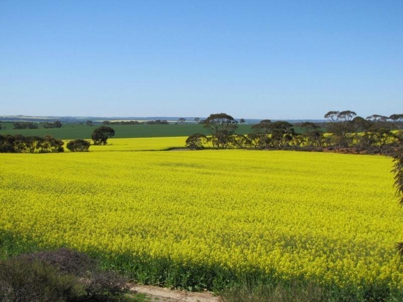 L501 Calingiri – Goomalling Road, Goomalling, Goomalling WA 6460