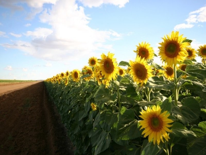 . “Andermatt”, St George QLD 4487