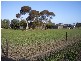 Lot 13 Cannawigara Road, Bordertown SA 5268