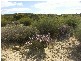 . . Wirhalinger, Lameroo SA 5302