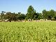 . . Alawoona Rd, Lameroo SA 5302