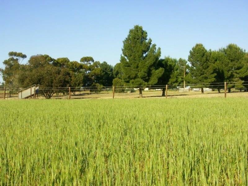 . . Alawoona Rd, Lameroo SA 5302
