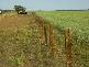 . . Alawoona Rd, Lameroo SA 5302