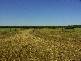 . . Alawoona Rd, Lameroo SA 5302