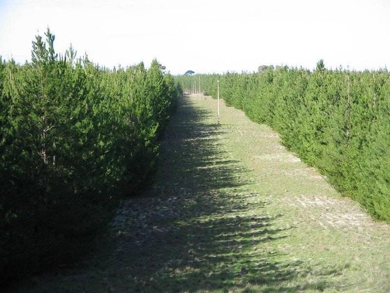 Section 54 Bangham Siding Road, Bangham SA 5268