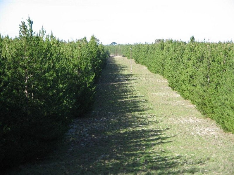 Section 54 Bangham Siding Road, Bangham SA 5268