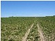 Section 39 Princes Highway, Meningie SA 5264