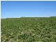 Section 39 Princes Highway, Meningie SA 5264