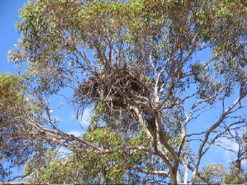 Ptn 105 Hammatt Road, Lameroo SA 5302